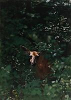 This is a color photograph of a white-tailed deer peering through dense green woodland foliage. 