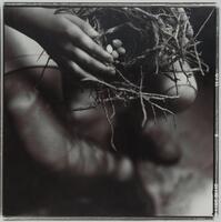 This photograph depicts a downward view of a person’s lap and hands, which hold a bird nest with four small eggs inside.