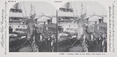This black and white stereoscopic image features two images of a cow being pulled up by its horns, between a ship full of cattle and railroad tracks with men standing.  It is surrounded by the text: Set No. 8; Keystone View Company; Unique; 12909—Loading Cattle by the Horns, Port Limon, C.A.<br />
