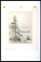 A tall coniferous tree grows on the left side of the print from a rocky and grassy spit of land that reaches into an ocean. A few smaller trees orbit the larger.