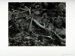 A photograph of a fallen tree surrounded by rocks and succulents. 
