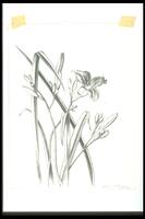 Drawing of a flowering tiger lily plant intersected by long blades of grass.<br />
Eva Caston 2017