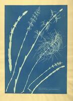 This cyanotype photograph displays the silhouettes of six plant stems laid out in a row.