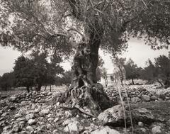 This photograph depicts an ancient olive tree surrounded by rocks and a stone wall.