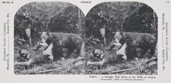 This black and white stereoscopic image features two images of a bear licking the hand of a man lying on his back in a forest with another man aiming a gun at the bear in the background.  It is surrounded by the text: Set No. 8; Underwood &amp; Underwood, Publishers, Unique; Standard Scenic Company; 0-2211—A Struggle With Bruin in the Wilds of Oregon. (Copyright 1900, by Whiting Brothers.).<br />