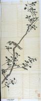 There is a single camellia branch that points upward. It starts from the bottom of the painting and ends at the top. There are many twigs that jut branch out from the main branch that have leaves and flowers growing from them. There is a single bird sitting on the branch. There is a seal in the bottom right corner of the painting.