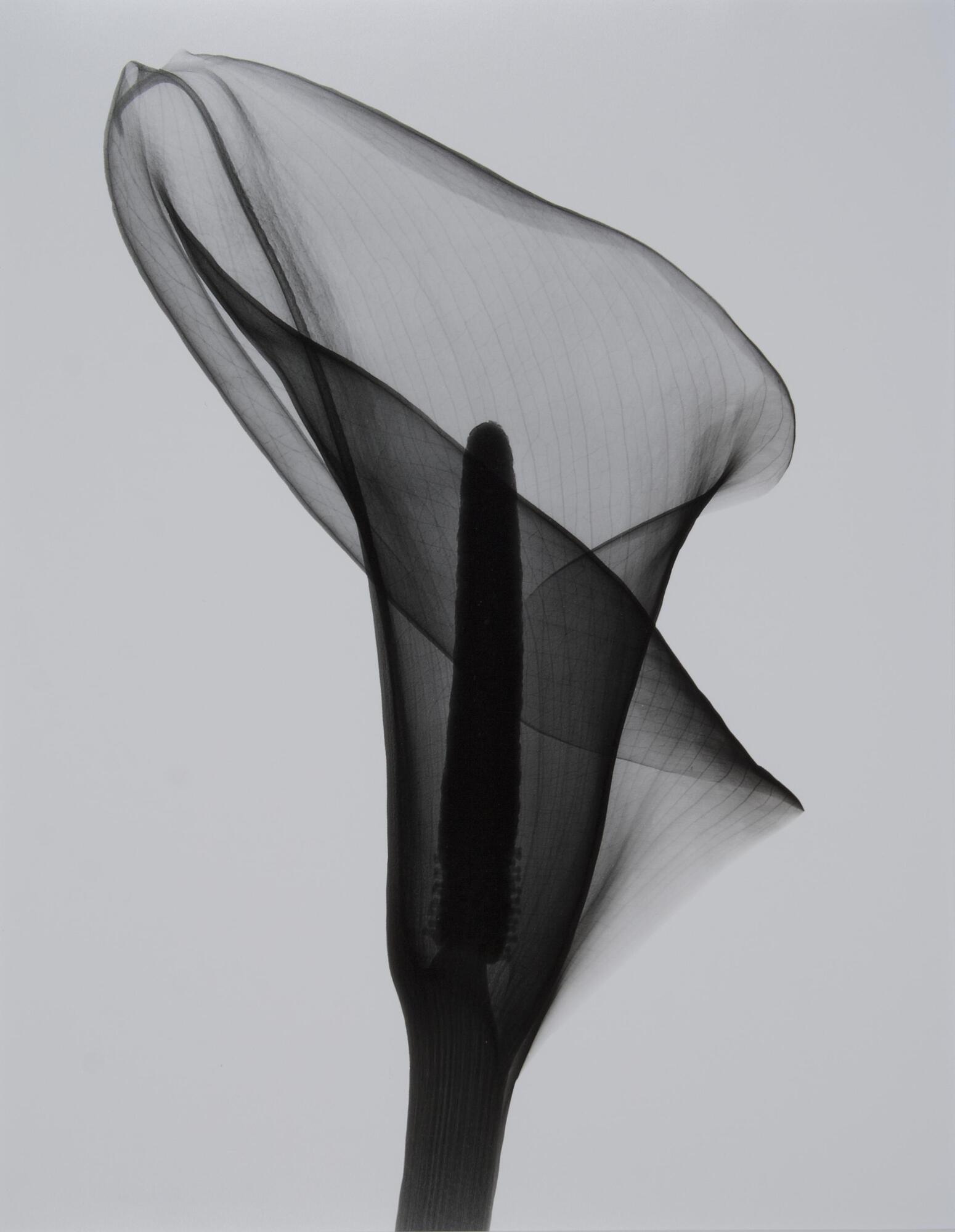 A single calla lilly and partial stem, black with light grey background.