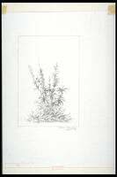 Drawing of a plant and grasses.<br /><br />
Eva Caston 2017