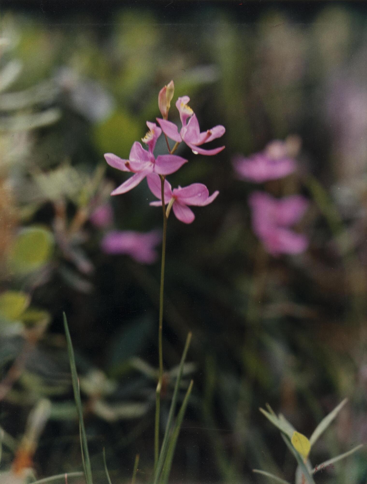 This color photograph focuses on a stem of pink flowers. The image has a shallow depth of field, creating a soft background in which more of the pink flowers are visible amidst other green and purple foliage.