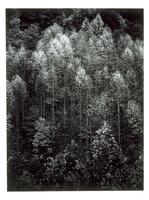 This photograph depicts an elevated view of a forrested landscape filled with trees and with no visible horizon line. 