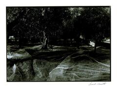 This photograph depicts a view of a Tuscan olive grove with netting laid out beneath the trees.