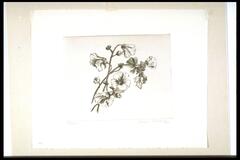 Print of sprig of plant with flowers.<br /><br />
Eva Caston 2017