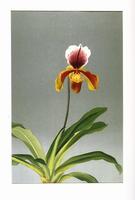 Single, white, dark red, and yellow orchid on stem with six leaves at the base. Ink on paper, print.