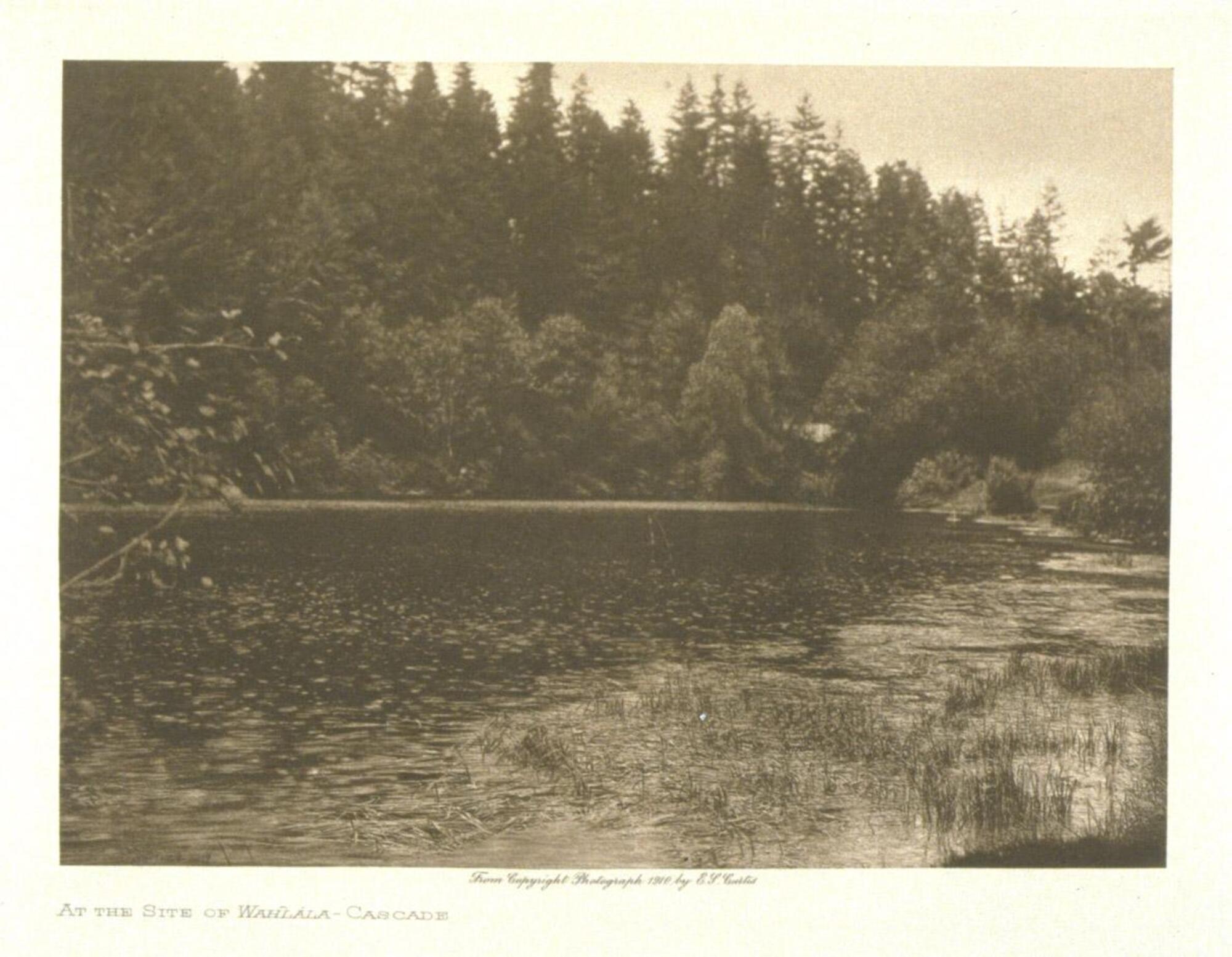 A landscape view of a river. In the foreground, reeds are visible growing in the water. On the far bank a forest of trees frame the horizon line.