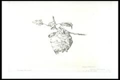 Drawing of a hornet's nest hanging from branch.<br /><br />
Eva Caston 2017