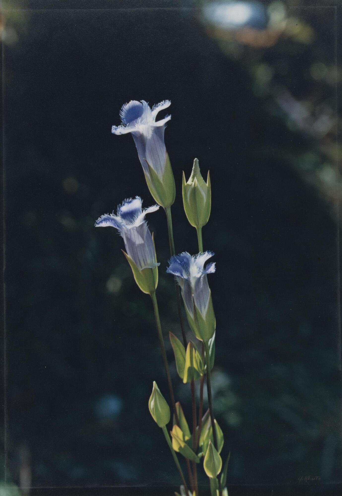 This is a photograph of a stem of a branched plant with three light-blue flowers in bloom against a dark background. The image has a very shallow depth of field.