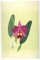 Single, fuschia colored orchid on a light green, gradient background. On the left and right sides of the bloom are two dark green leaves.