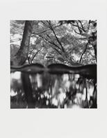 This photograph depicts a view from a low perspective of a forest with its reflections in a body of water below.