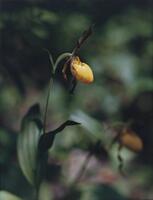 This is a photograph of a yellow flower before it has bloomed. The flower and its stem and leaves are in focus. The background is out of focus and is comprised of green hues, another muted yellow flower visible in the lower right corner.