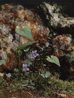 This photograph focuses on a small wild violet flower growing in front of an overhanging rock, through a bed of moss. The purple of the flower contrasts with the green of the moss and the blurry orange-brown hues of the rock in the background.