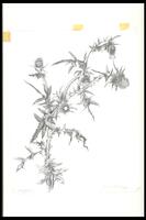 Drawing of a thistle plant.<br /><br />
Eva Caston 2017