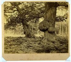 This photograph depicts a clearing in a forest with two old oak trees in the foreground, a bed of ferns around their bases.  