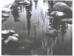 A photograph of a still body of water, rocks and reeds break the surface. Large trees are reflected on the surface of the water.