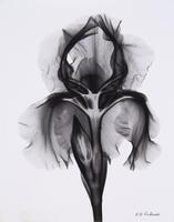 A white background with x-ray image of an iris flower and part of the stem.