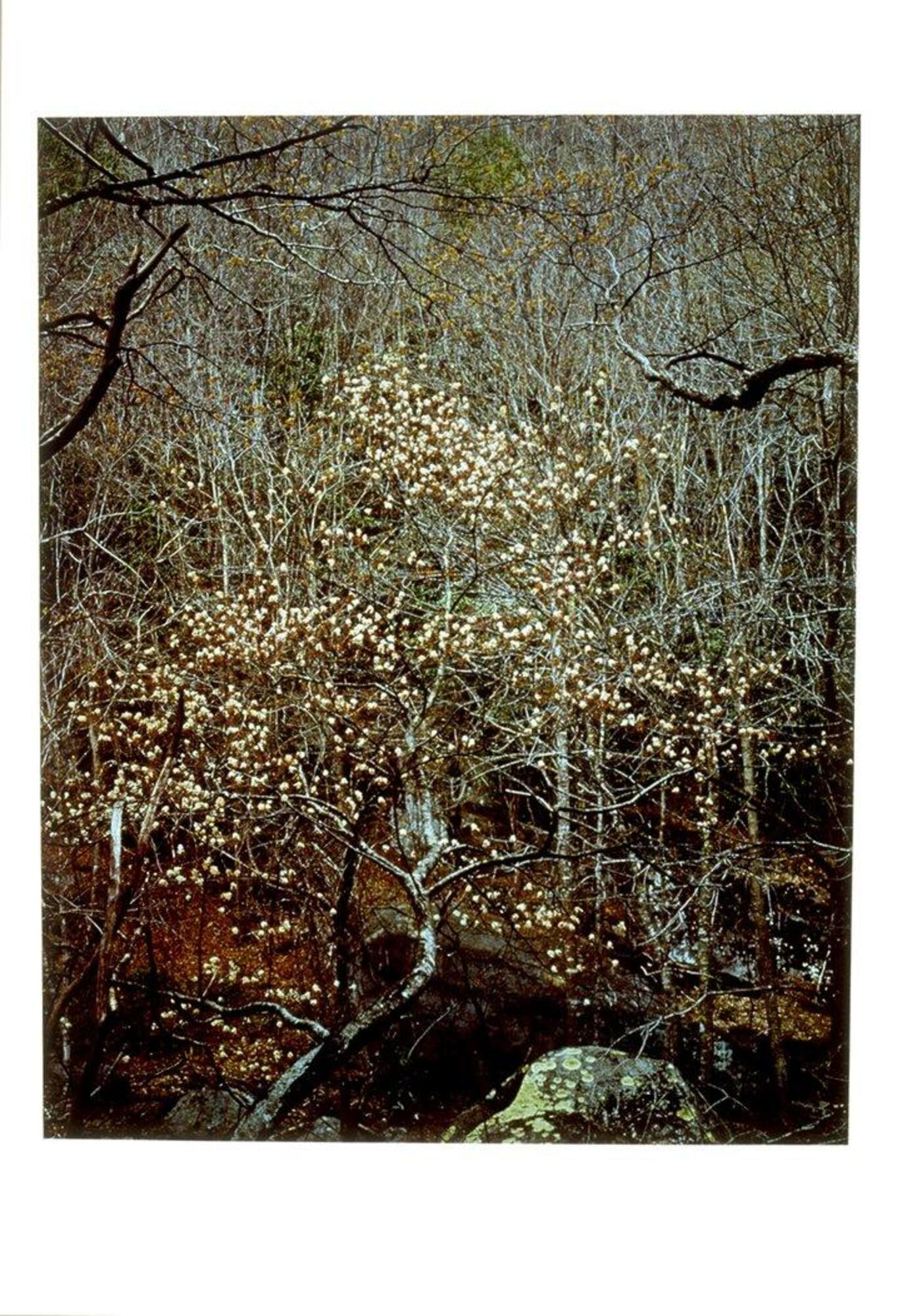 This photograph is of a temperate forest at the beginning of springtime.  A small blooming tree occupies the center of the frame.