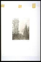 Print of forest pathway. Road is surrounded by tall sparse trees and leads to a body of water. Rocky coastline is visible in the distance.<br /><br />
Eva Caston 2017