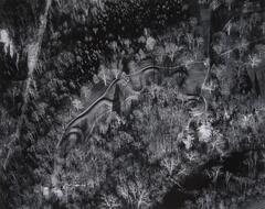 This photograph depicts an aerial view of an effigy mound in the shape of a snake surrounded by trees.