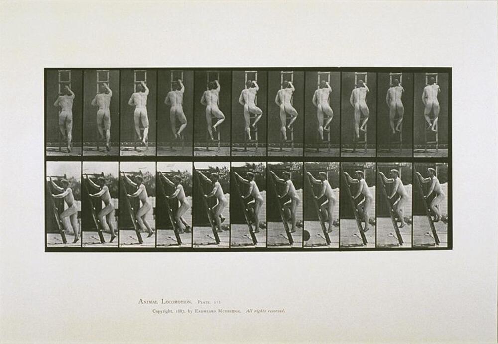 This photograph is divided in a grid of two rows, each made up of eleven vertical images. In each of these frames, a naked man is shown climbing the rungs of a ladder. Each frame depicts the movement of his body as he makes his ascent.