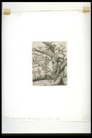 This vertical print shows two large hardwood trees entwined around each other. 