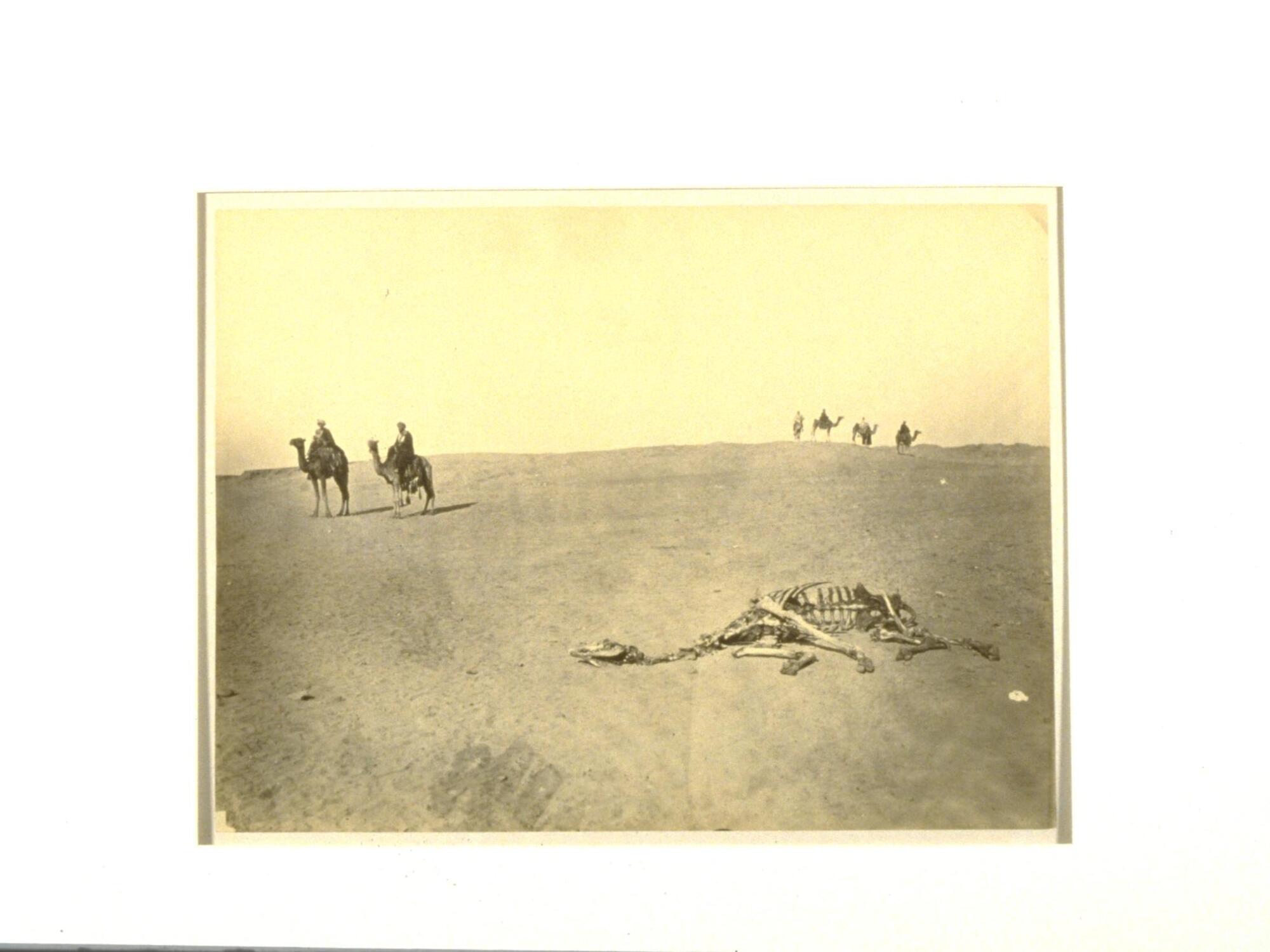 The skeleton of a camel lies in the foreground of this photograph, while scattered groupings of figures on camelback dot the desert landscape in the background. 