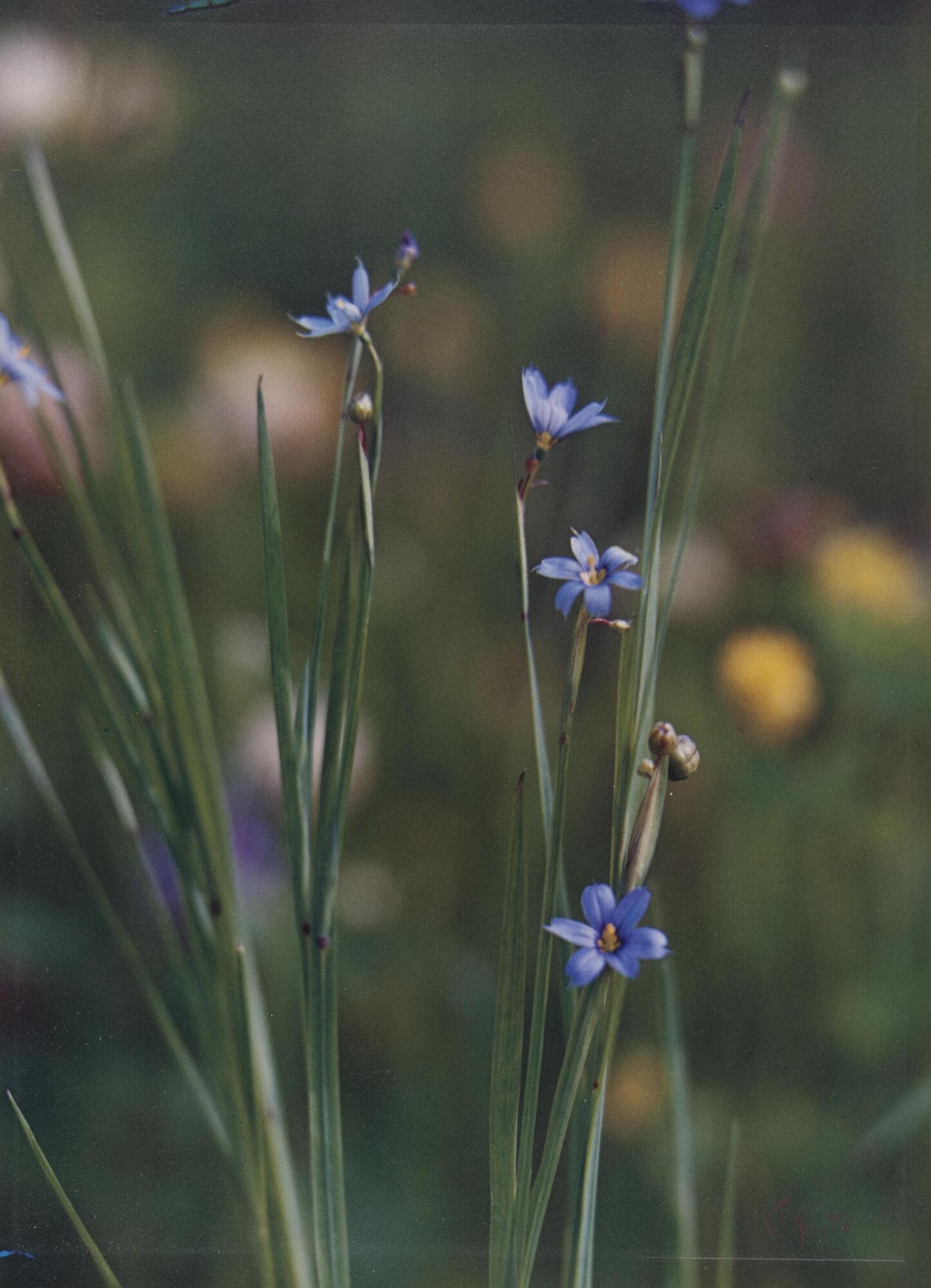 This photograph with shallow depth of field focuses on the narrow, grassy stems and small blue flowers of the perennial plant. In the blurred background, patches of bright yellow, subdued mauves and purples, and bright greens reveal that there is a meadow of flowers and grasses beyond.