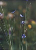 This photograph with shallow depth of field focuses on the narrow, grassy stems and small blue flowers of the perennial plant. In the blurred background, patches of bright yellow, subdued mauves and purples, and bright greens reveal that there is a meadow of flowers and grasses beyond.