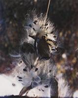 This is a color photograph of a common milkweed plant after it has gone to seed. Its seeds and floss form a halo around the pod. The shallow depth of field creates a sharp focus on the plant, with a field of subdued autumnal colors in the background.