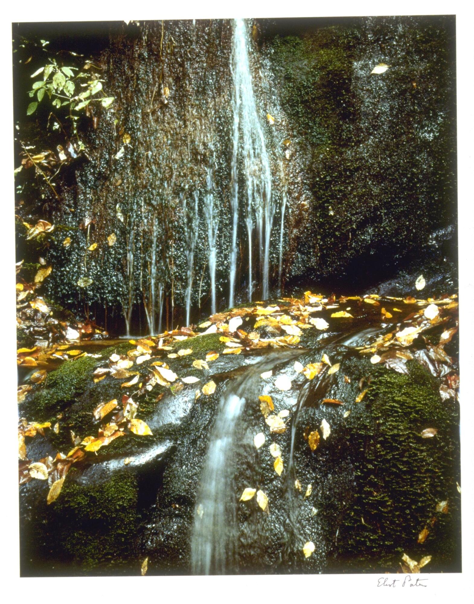 This photograph depicts a close-up view of a small forest stream running down a series of boulders.
