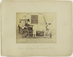 A black and white image of a man sitting in a two-wheeled wagon.  Driving the wagon is a another man, and two cows are tethered to the wagon with reigns.  A third man tends to the cows.  