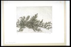 Print of thick leafy tree branch with berries.<br /><br />
Eva Caston 2017