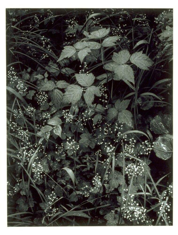 This photograph depicts a close-up view of a forest floor full of plants, grasses and small white flowers.