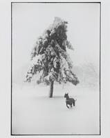 This photograph depicts a snowy field during a blizzard. In the center of the frame stands a lone snow-laden tree past which a large dog runs.