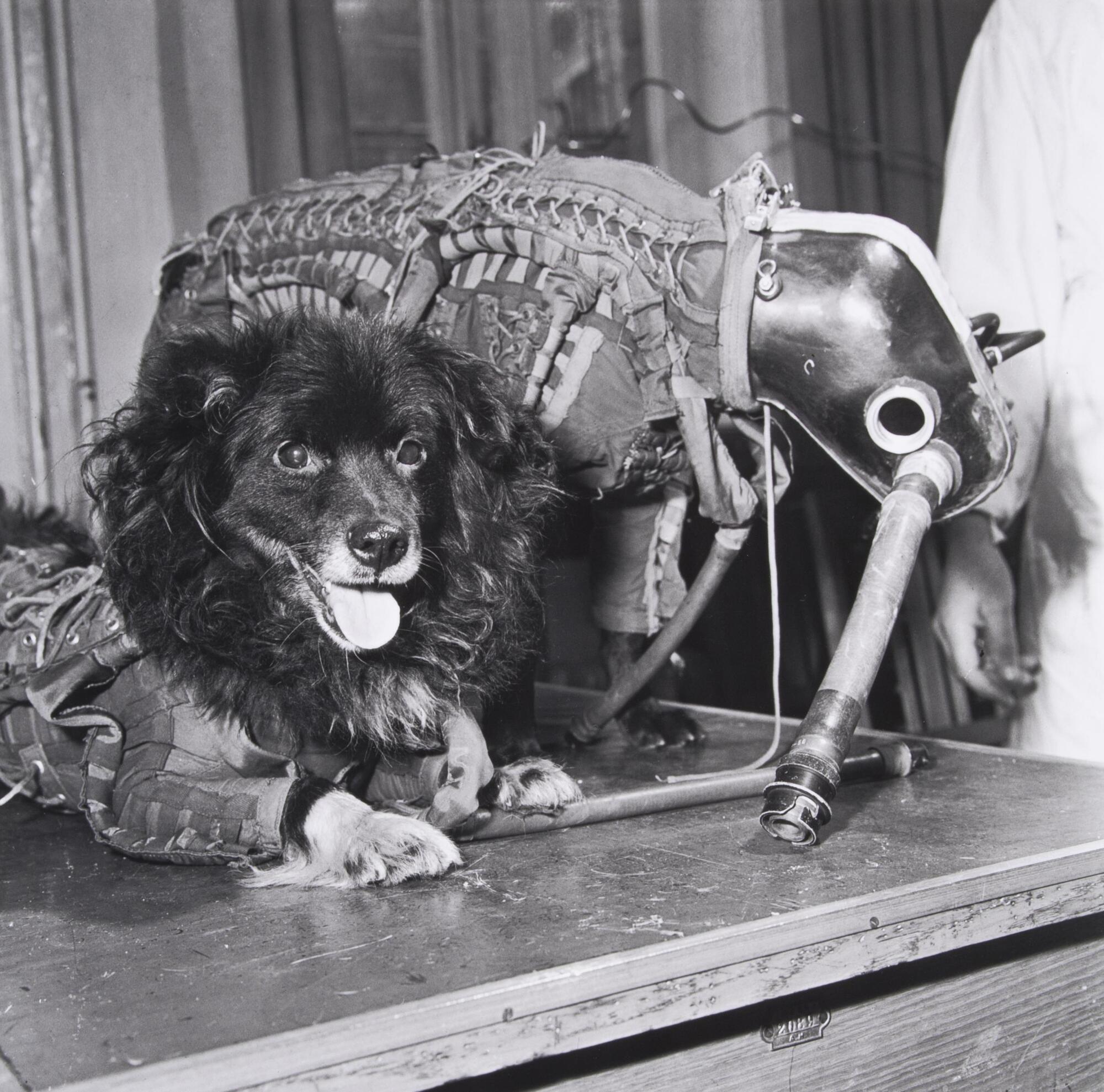 Close-up view of two dogs, one fully outfitted in a canine spacesuit, the other with face and front paws uncovered. 