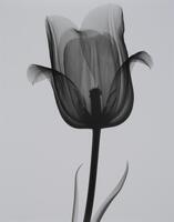 A single tulip with two leaves, light grey background.