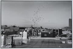 A photograph of a view from a rooftop. A man stands on the left side of the composition, watching pigeons fly above the scene. In the distance, more pigeons flock above the skyline.