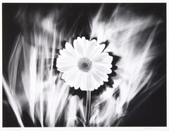 Negative image of a daisy with white smoke on a black background.