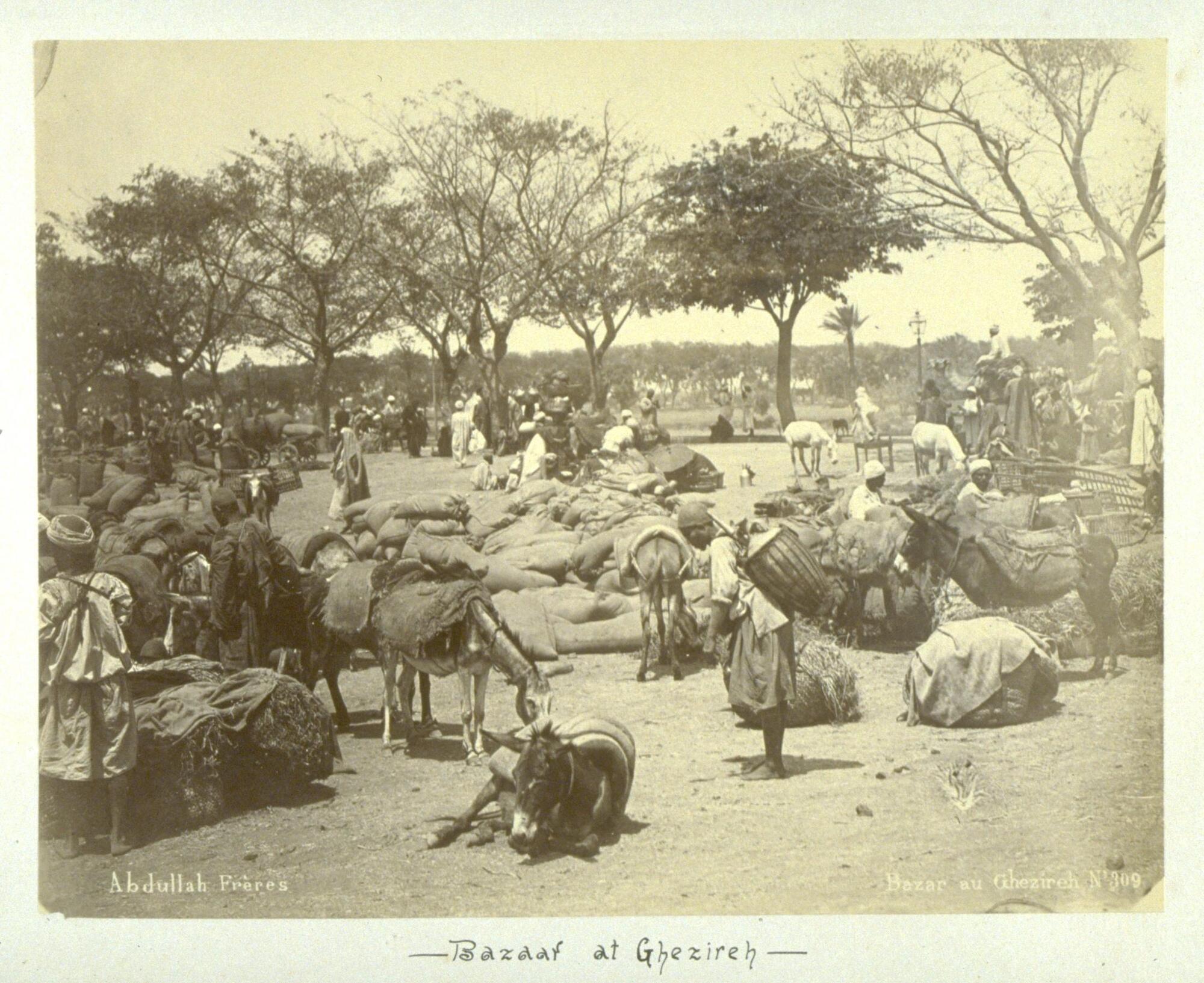 A group of men and pack animals gather in an outdoor space surrounded by trees. 