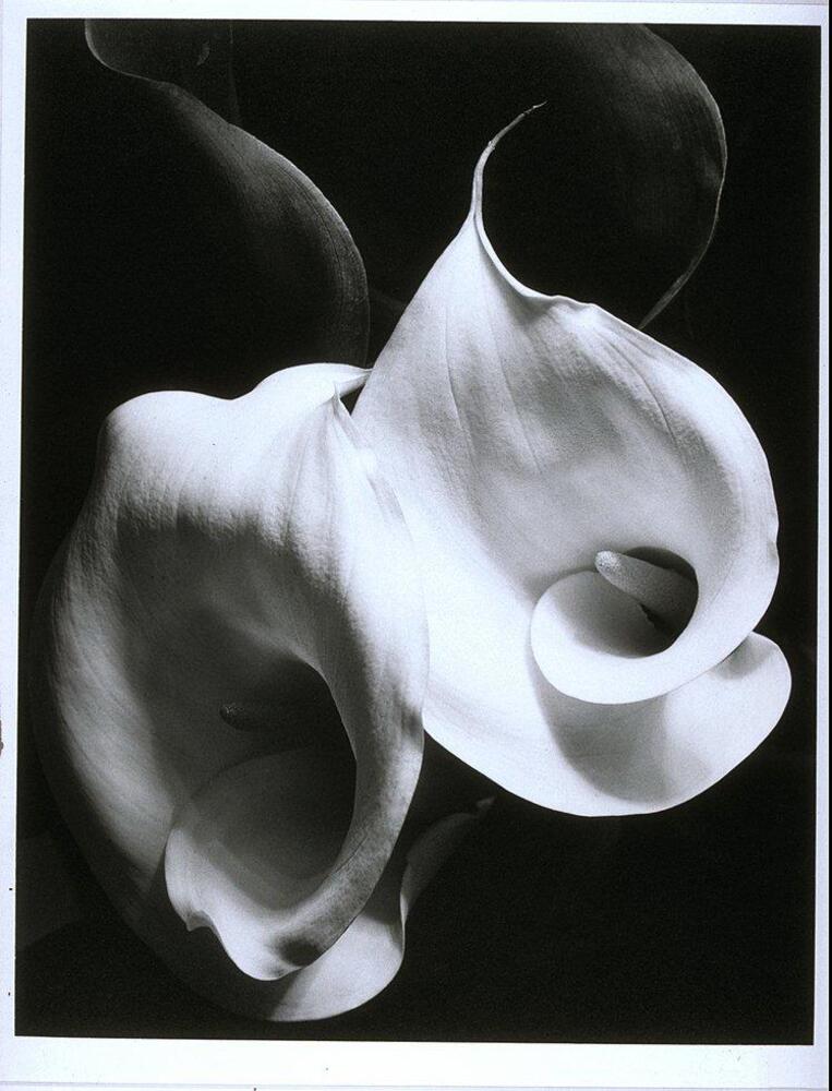 A photograph of two flowers side-by-side; their swirling forms disappear into the black background.