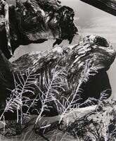 A black and white photo of two boulders in a pond. Plant life extends out of the water in the bottom of the photo.