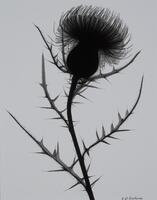 A single milk thistle with multiple stems, black on front of light grey background.